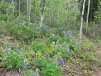 Spring in Alaska